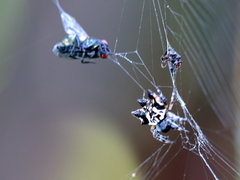 Gasteracantha sacerdotalis