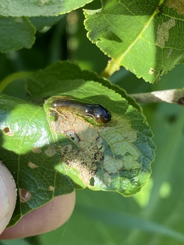 Cherry Slug Sawfly