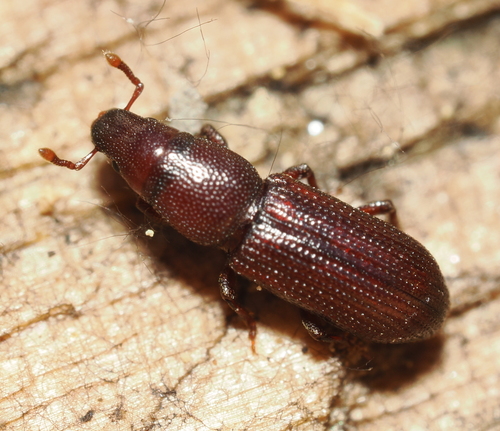 iNaturalist observation photo of Cossoninae