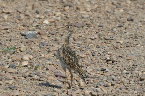 Upland Sandpiper