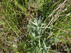 Artemisia dracunculus glauca