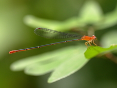 Teinobasis rufithorax