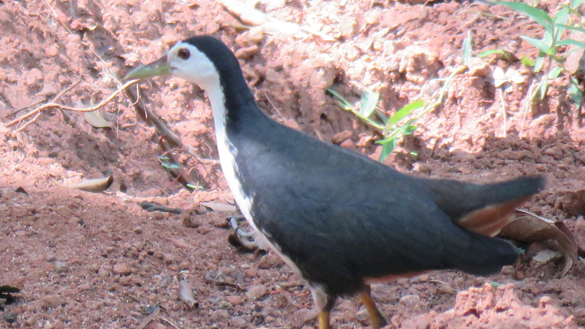 White-breasted Waterhen