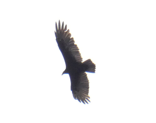 iNaturalist observation photo of Turkey Vulture