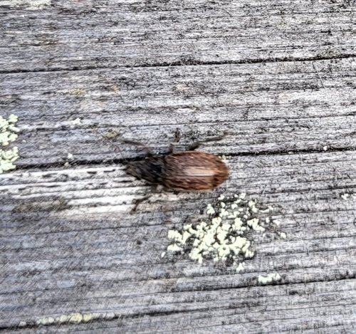 Brachyderes incanus