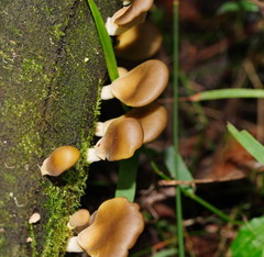 Pleurotus purpureo-olivaceus