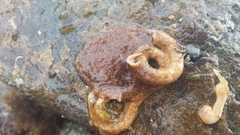 Kaburakia