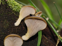 Pleurotus purpureo-olivaceus
