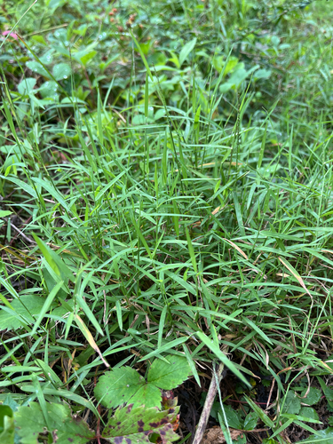 Muhlenbergia schreberi, photograph 6