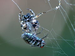 Gasteracantha sacerdotalis