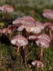 Mycena kurramulla