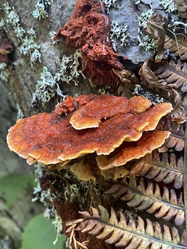 Pycnoporellus fulgens