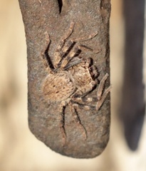 Isopedella pessleri