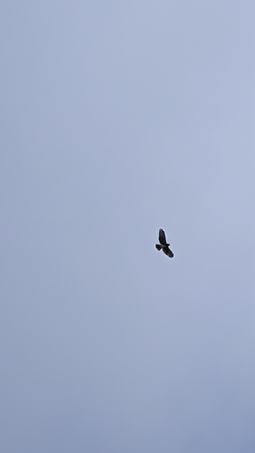 Buteo solitarius observed 2026-08-20