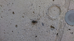 Otiorhynchus sensitivus