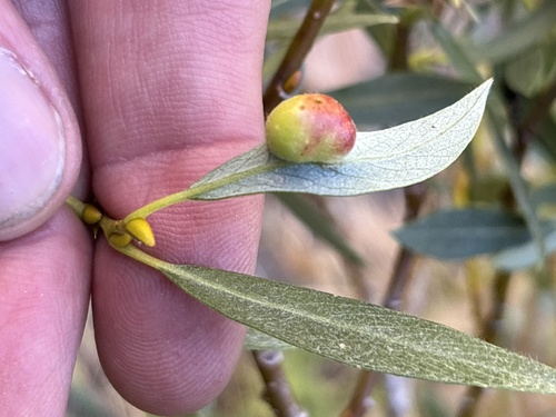 iNaturalist observation photo of Willow Apple Gall Sawfly