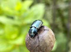Platycerus