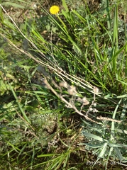 Artemisia dracunculus glauca