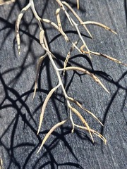 Chorispora tenella