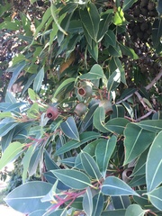 Corymbia ficifolia