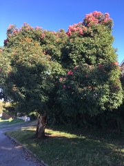 Corymbia ficifolia