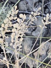 Alyssum simplex, photograph (c) Jo Roberts, some rights reserved (CC BY)