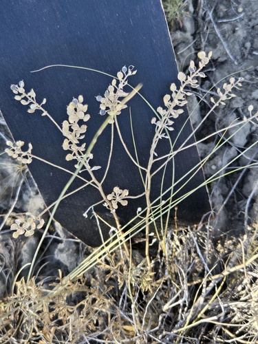 Alyssum simplex, photograph 3