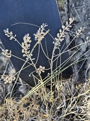 Alyssum simplex, photograph (c) Jo Roberts, some rights reserved (CC BY)