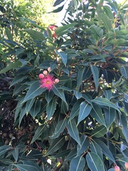 Corymbia ficifolia