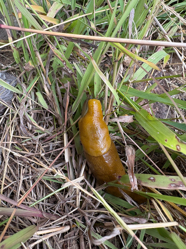 iNaturalist observation photo of Banana Slugs