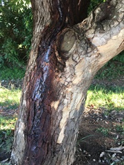 Red-flowering gum (Corymbia ficifolia) · iNaturalist