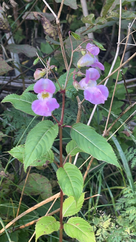 Himalayan balsam