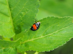Coelophora biplagiata