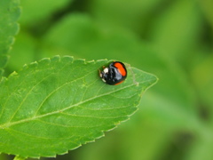 Coelophora biplagiata