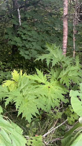 Giant Hogweed