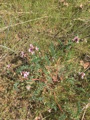 Astragalus cibarius
