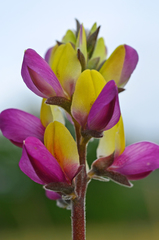 Lupinus stiversii