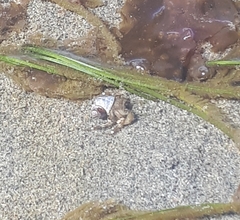 Pagurus hirsutiusculus