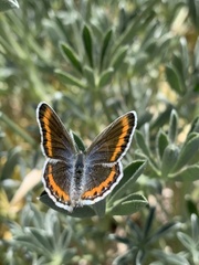 Plebejus melissa paradoxa
