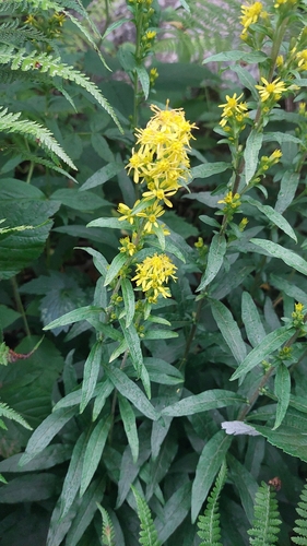 European goldenrod