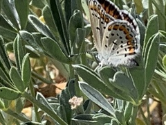 Plebejus melissa paradoxa