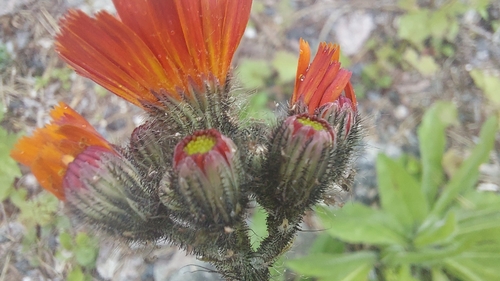 orange hawkweed