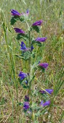Echium vulgare pustulatum