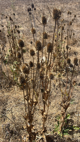 Dipsacus sativus, photograph 2