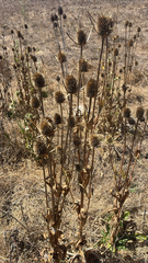 Dipsacus sativus, photograph author not stated, no rights reserved