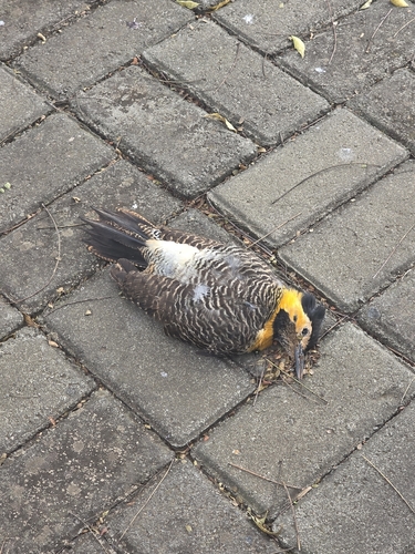 Campo Flicker