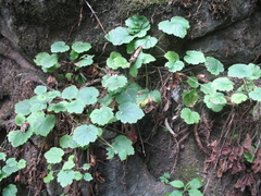 Heuchera longipetala orizabensis