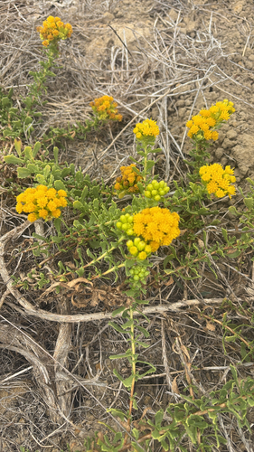 iNaturalist observation photo of Coastal Goldenbush