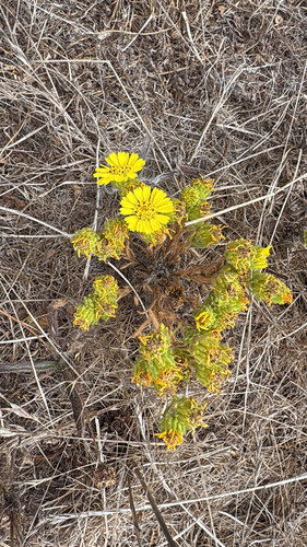 iNaturalist observation photo of Coastal Tarweed