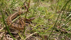 Thamnophis scaliger